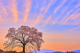 ��ɒ˂̍��E��i�R���{�ꋓ�Љ�I�R���̈�{���͈���Ŏ��ω��̋L���T���l�C��