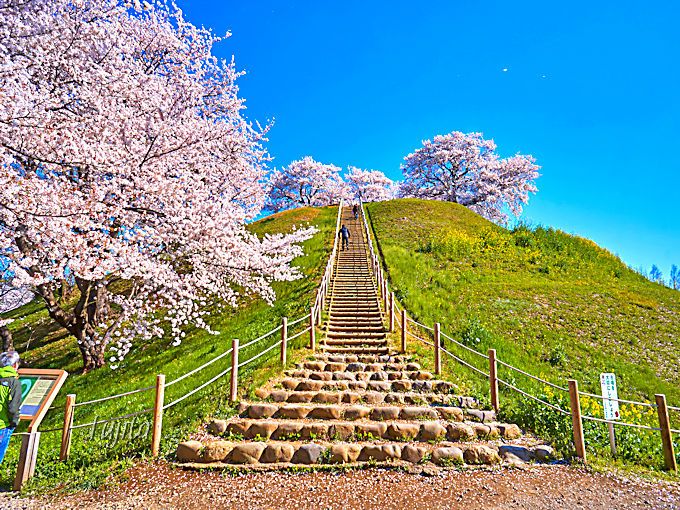 桜の花見をしながら、丸墓山古墳に登ろう！さきたま古墳公園