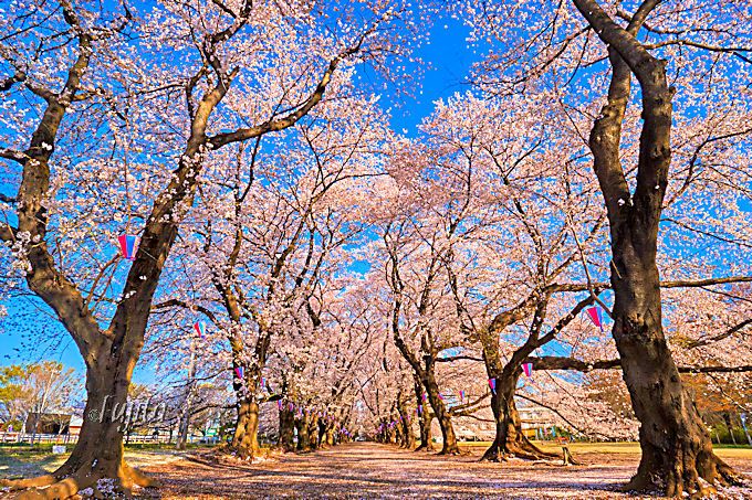 桜並木が絶景！埼玉県伊奈町・無線山桜祭り３つの魅力