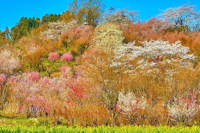 花見山公園の桜５選！福島の桃源郷・おすすめ花見コースと撮影ポイント