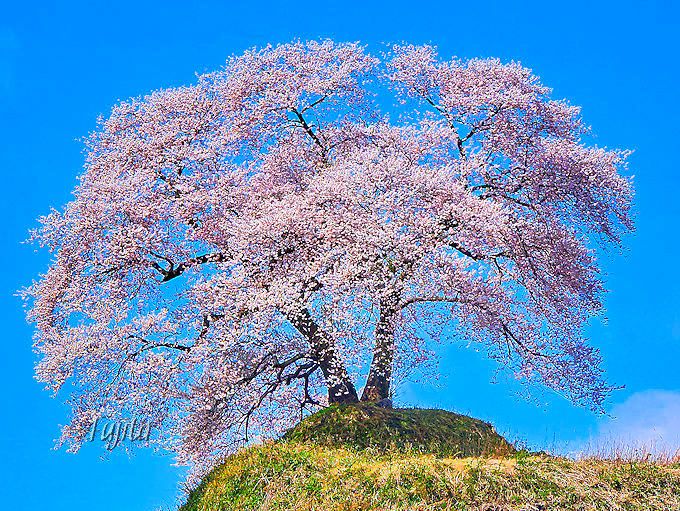 福島・あぶくま桜回廊の絶景花見名所５選！三春滝桜と併せて見たい一本桜