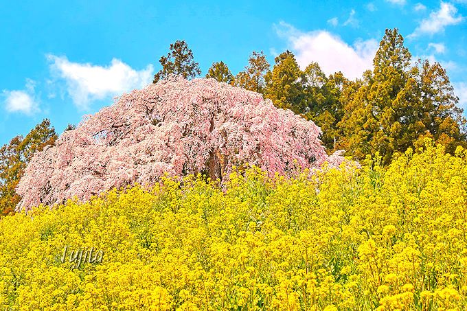 合戦場のしだれ桜は、三春滝桜に匹敵する一本桜！
