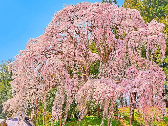 合戦場のしだれ桜は、三春滝桜と遜色ない絶景！