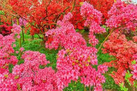 10000���̂�����i�I�Q�n�E�ٗт�����������GW�܂Ō����̋L���T���l�C��