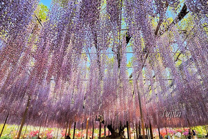 大藤の絶景が凄い！CNNも認めた栃木の観光スポット「あしかがフラワーパーク」