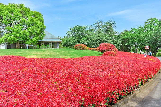 つつじの絶景でアートな花見 千葉 Dic川村記念美術館の庭園 千葉県 Lineトラベルjp 旅行ガイド