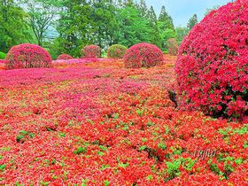 つつじの絶景でアートな花見！千葉・DIC川村記念美術館の庭園