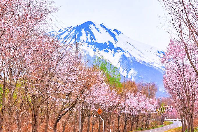 岩木山と桜並木のコラボが絶景！