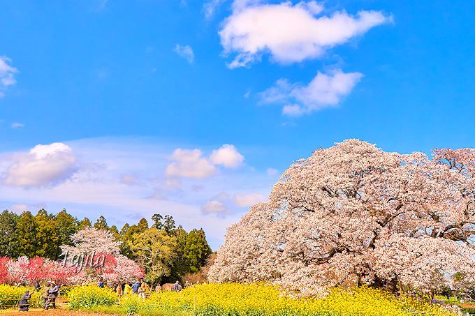 吉高の大桜は穴場の花見名所！