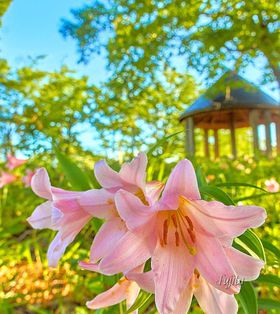 �q���T�����U���{�̐�i�I�R�`���u��R���R���������܂�v�͂U����{�������̋L���T���l�C��