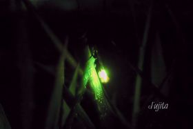 ܂Ɂuق鉷vIuꍂEF̓zeŃz^Ϗ܂ƉŐLTlC