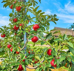 OOs񂲌Ŗ{X̂񂲎IscŋCyɗp\̋LTlC