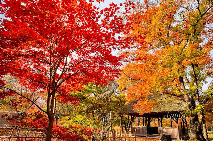 ５色の紅葉が石垣に映える 信州 小諸城址 懐古園 で絶景の紅葉狩り 長野県 Lineトラベルjp 旅行ガイド