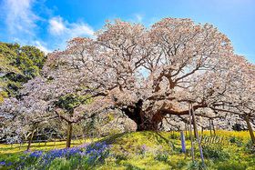 ����ŉ��K�Ȃ��Ԍ����I��t���̂������߈�{���T�I�̋L���T���l�C��