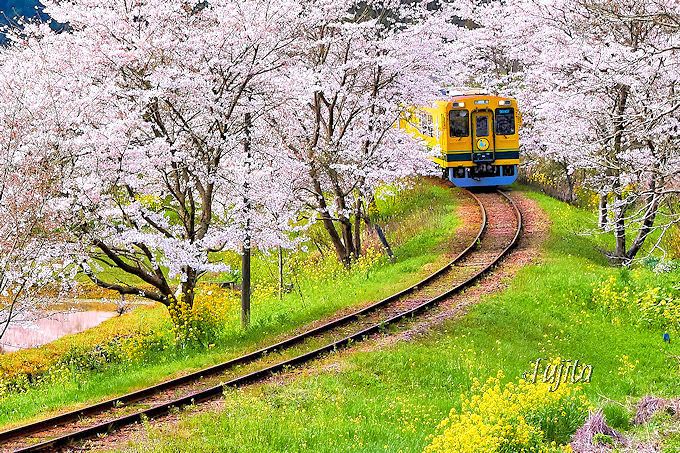 いすみ鉄道の「桜と菜の花」が光り輝く！東総元駅西カーブ
