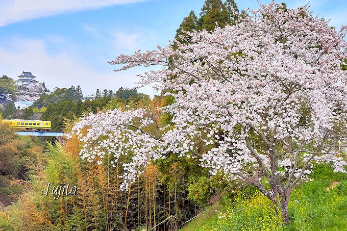 いすみ鉄道の「桜と菜の花」に大多喜城もコラボ！