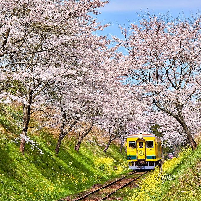 まさに「桜と菜の花」のトンネル！西畑駅南東・通称「切り通し」