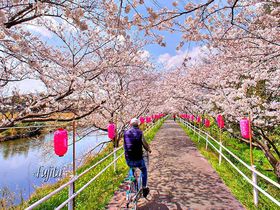 桜の絶景を郷土色豊かに楽しめる！千葉県の花見名所５選