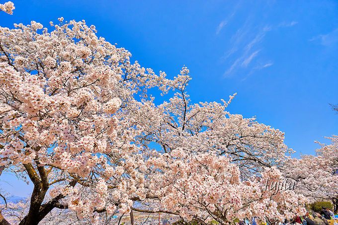 桜と富士山のコラボが絶景 山梨 大法師公園 は八ヶ岳も一望の花見名所 山梨県 Lineトラベルjp 旅行ガイド