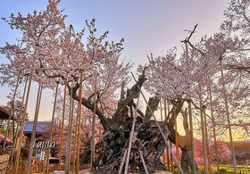 R_͓{ŌÁIRE2000N̈{Ԍ̋LTlC