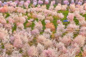 ���֒�E������3000�{�̎R������i�I�f�v�������̌���Ԍ������̋L���T���l�C��