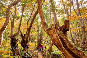 CRɃWu̐X!?Hcu肱剤v̍gt_I̋LTlC