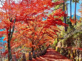 奈良・吉野山の紅葉が絶景！奥千本・高城山展望台で紅葉狩り
