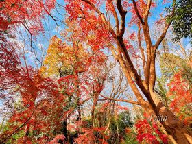 佐倉城址公園の紅葉は12月が見頃！千葉の穴場で紅葉狩り