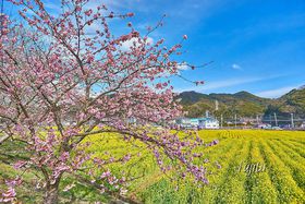 �͒Í��ƍ؂̉Ԃ��R���{�I��ɓ��u����i�Ђ�́j�؂̉Ԕ��v�̋L���T���l�C��