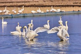 �󐼁E�{�W�u�����̋��v�������߃|�C���g�T�I�I��t�̔����򗈒n�̋L���T���l�C��