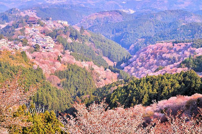吉野山の桜は一目千本が必見 世界遺産のおすすめ花見コース 奈良県 Lineトラベルjp 旅行ガイド