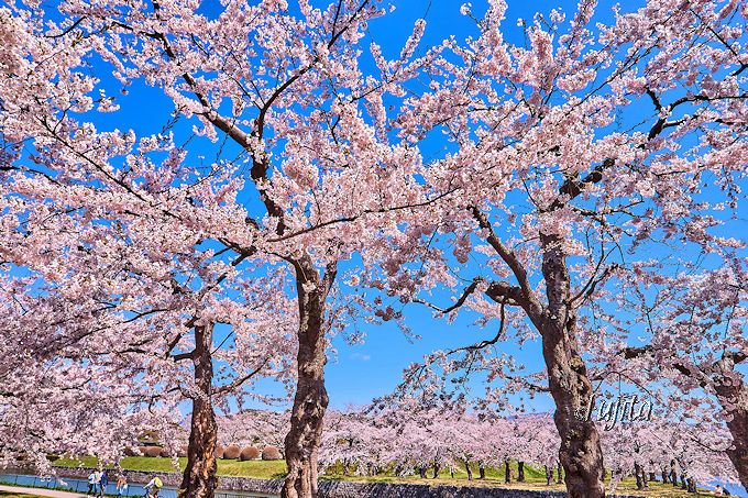 桜に囲まれた五稜郭タワーが絶景！