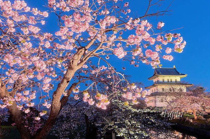 松前城とのコラボが絶景！北海道・松前公園の夜桜ライトアップ