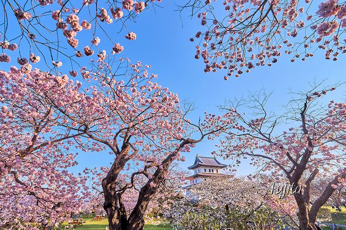 松前城と桜のコラボは必見！