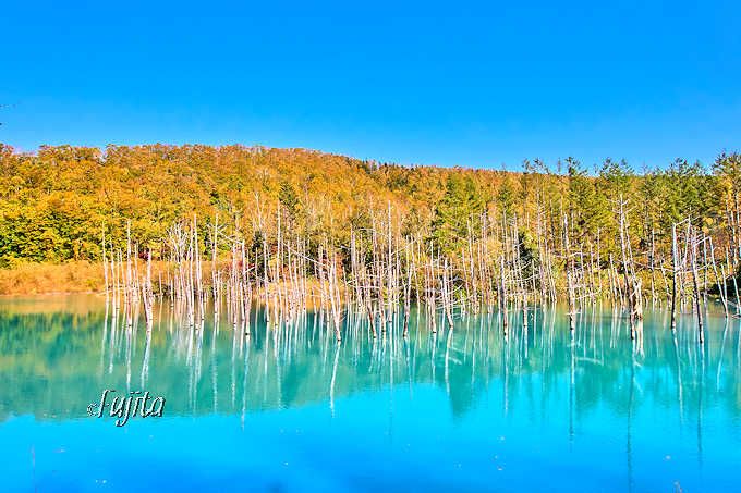 「青い池」が綺麗に見える条件は季節よりも天気！