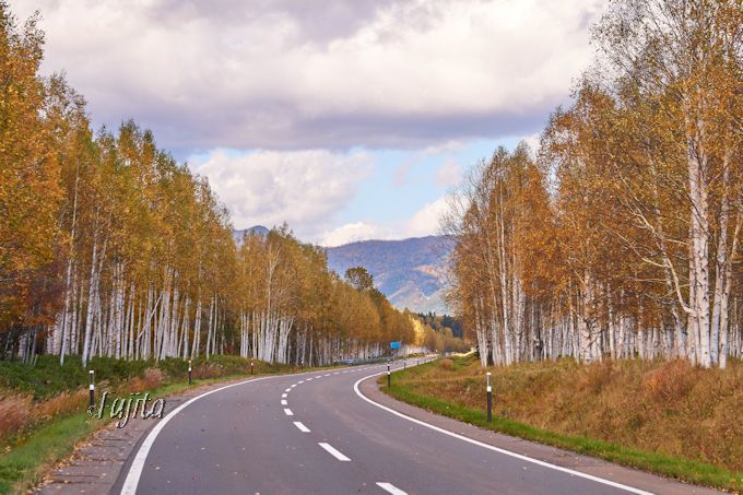 uIbpCRv̓ACk̐nI\O҂̔тgt