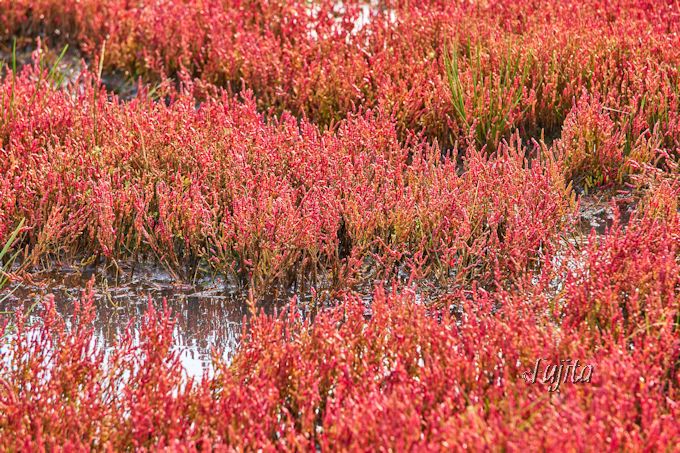 能取湖サンゴ草群落の紅葉が絶景 網走 能取岬はcmロケ地 北海道 トラベルjp 旅行ガイド