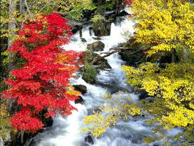 阿寒湖温泉で紅葉狩り！北海道・オンネトーと滝見橋の紅葉は必見