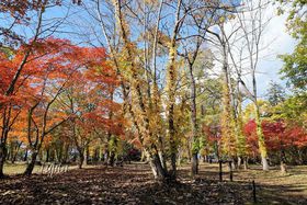 �k�C���ōg�t���I�����������x���������ߍg�t�����x�X�g�T�̋L���T���l�C��