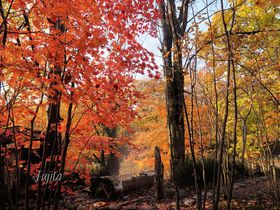 �ݐؘI�V���C�̍g�t�������I�⍥���ōg�t���`�k�C���E��̓�����`�̋L���T���l�C��