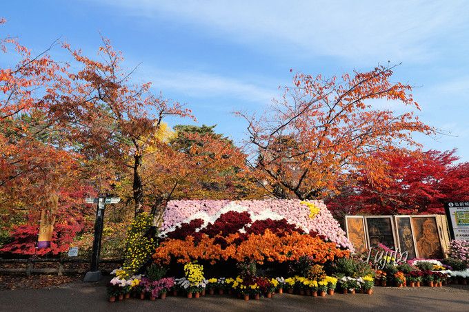 弘前城植物園では「菊と紅葉まつり」を開催