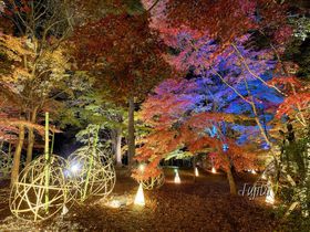 埼玉・森林公園の紅葉ライトアップが美しい！イルミネーションも実施