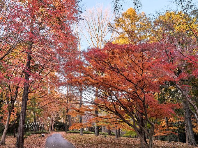 埼玉 森林公園の紅葉ライトアップが美しい イルミネーションも実施 埼玉県 トラベルjp 旅行ガイド