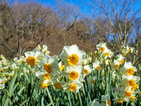 Âꐅ勽ƍ]働[hItE쒬͓{OQn̋LTlC