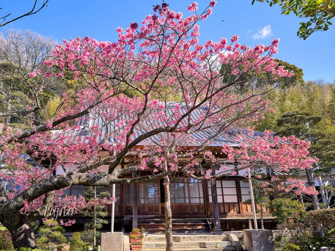 万福寺の土肥桜は満開が一番早い！