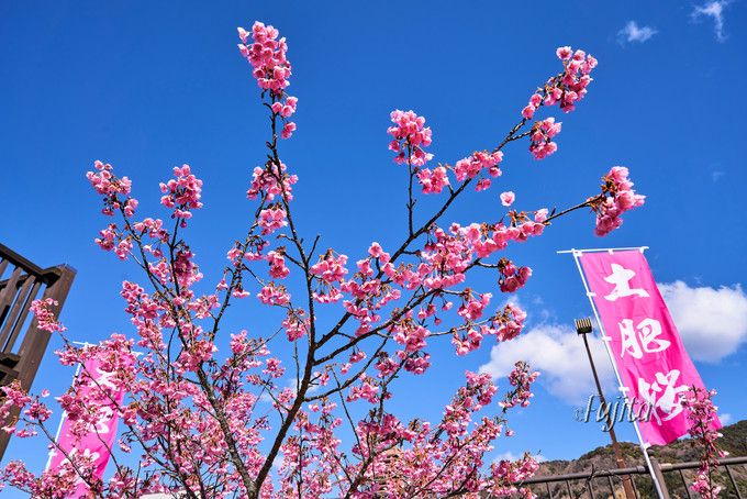 土肥桜の名所５選！伊豆・土肥温泉の桜祭りは日本一早い