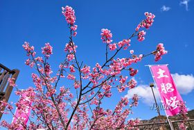 y̖TIIɓEy쉷̍Ղ͓{ꑁ̋LTlC