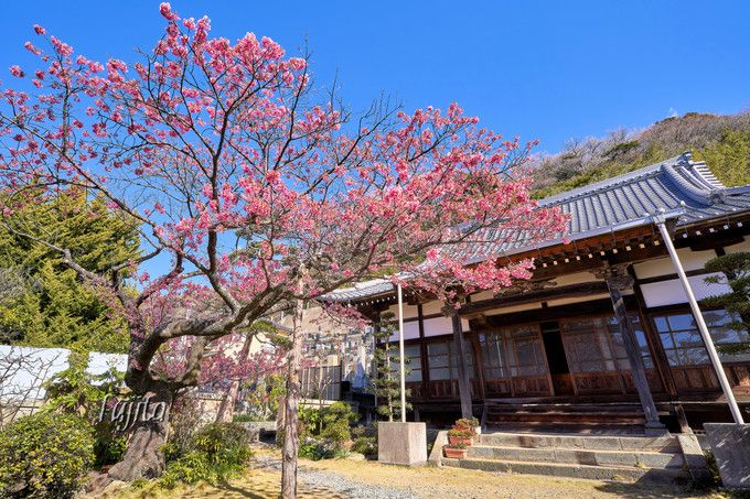 万福寺の土肥桜は満開が一番早い！