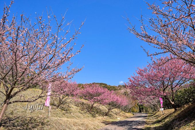 土肥桜の桜並木！恋人岬は一番のおすすめ