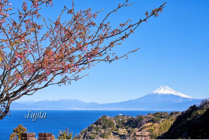 恋人岬の土肥桜は富士山とコラボ！